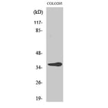 Western Blot - Anti-OR10G6 Antibody (G499) - Antibodies.com