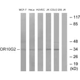 Western Blot - Anti-OR10G2 Antibody (G419) - Antibodies.com