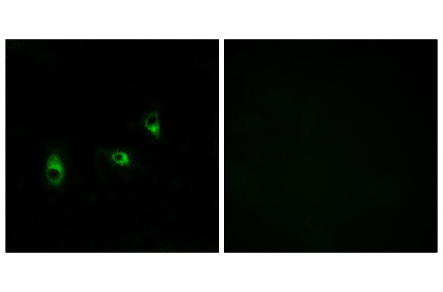 Immunofluorescence - Anti-OR10G2 Antibody (G419) - Antibodies.com