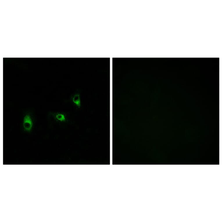 Immunofluorescence - Anti-OR10G2 Antibody (G419) - Antibodies.com