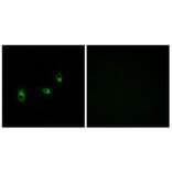 Immunofluorescence - Anti-OR10G2 Antibody (G419) - Antibodies.com