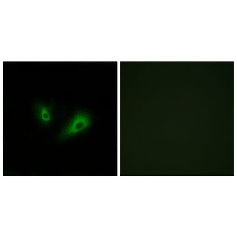 Immunofluorescence - Anti-OR10D4 Antibody (G498) - Antibodies.com