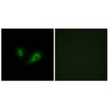 Immunofluorescence - Anti-OR10D4 Antibody (G498) - Antibodies.com