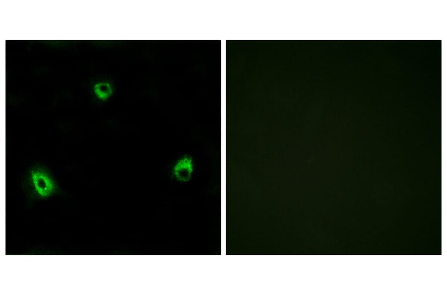 Immunofluorescence - Anti-OR10A4 Antibody (G415) - Antibodies.com