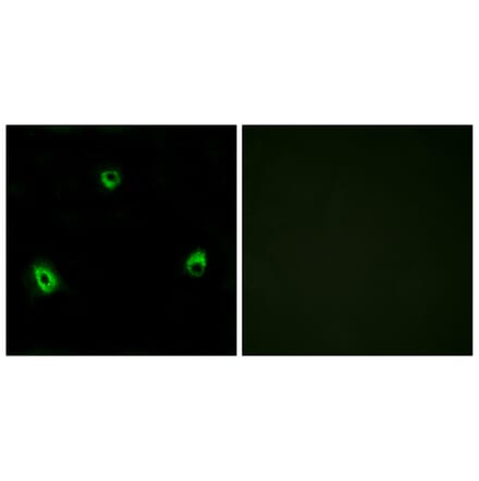 Immunofluorescence - Anti-OR10A4 Antibody (G415) - Antibodies.com