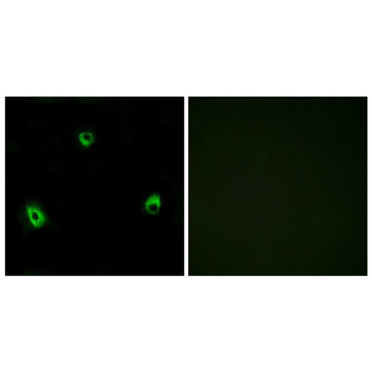 Immunofluorescence - Anti-OR10A4 Antibody (G415) - Antibodies.com