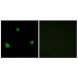 Immunofluorescence - Anti-OR10A4 Antibody (G415) - Antibodies.com