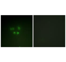 Immunofluorescence - Anti-Nibrin Antibody (B1221) - Antibodies.com
