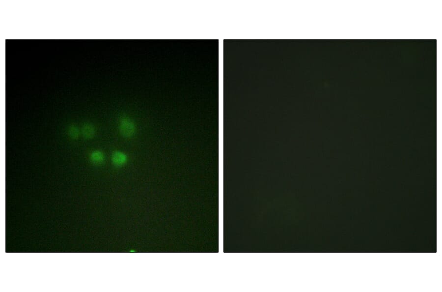 Immunofluorescence - Anti-Nibrin Antibody (B1221) - Antibodies.com