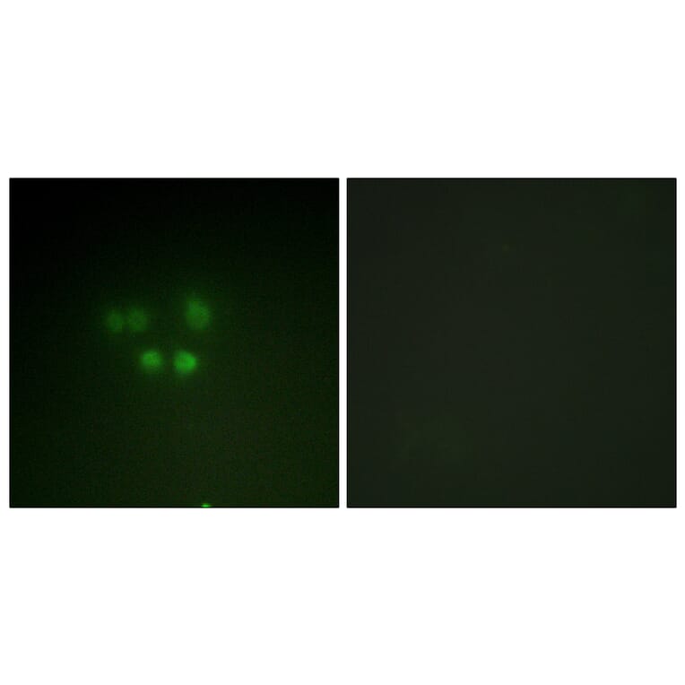 Immunofluorescence - Anti-Nibrin Antibody (B1221) - Antibodies.com