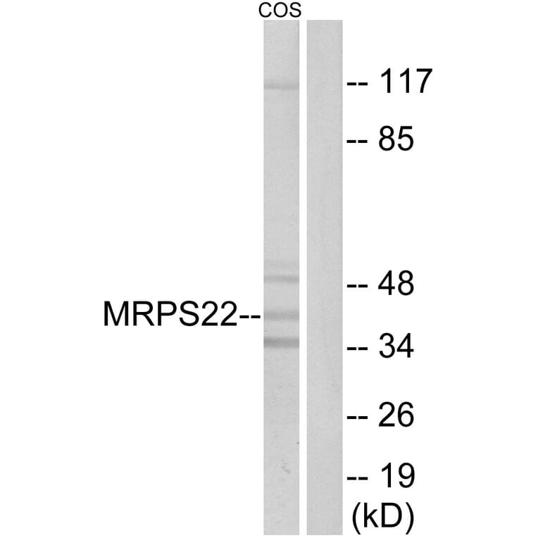 Western Blot - Anti-MRPS22 Antibody (C16654) - Antibodies.com