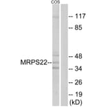 Western Blot - Anti-MRPS22 Antibody (C16654) - Antibodies.com