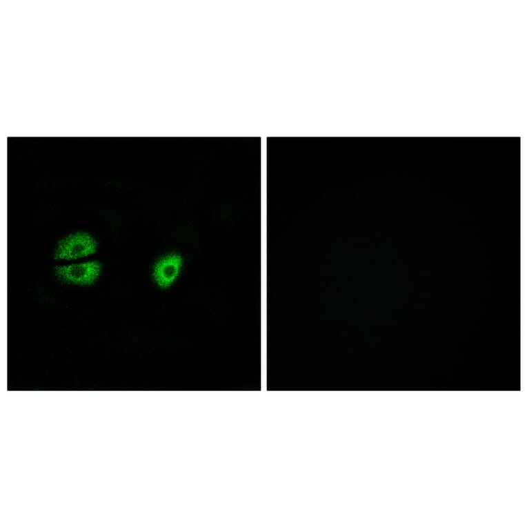 Immunofluorescence - Anti-MRPS22 Antibody (C16654) - Antibodies.com