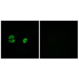 Immunofluorescence - Anti-MRPS22 Antibody (C16654) - Antibodies.com