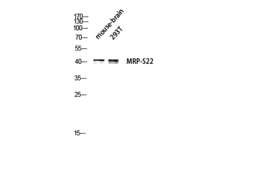 Western Blot - Anti-MRPS22 Antibody (C16654) - Antibodies.com