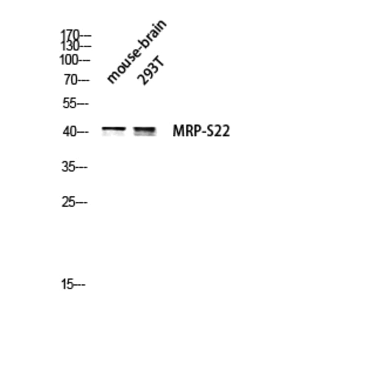 Western Blot - Anti-MRPS22 Antibody (C16654) - Antibodies.com