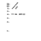 Western Blot - Anti-MRPS22 Antibody (C16654) - Antibodies.com