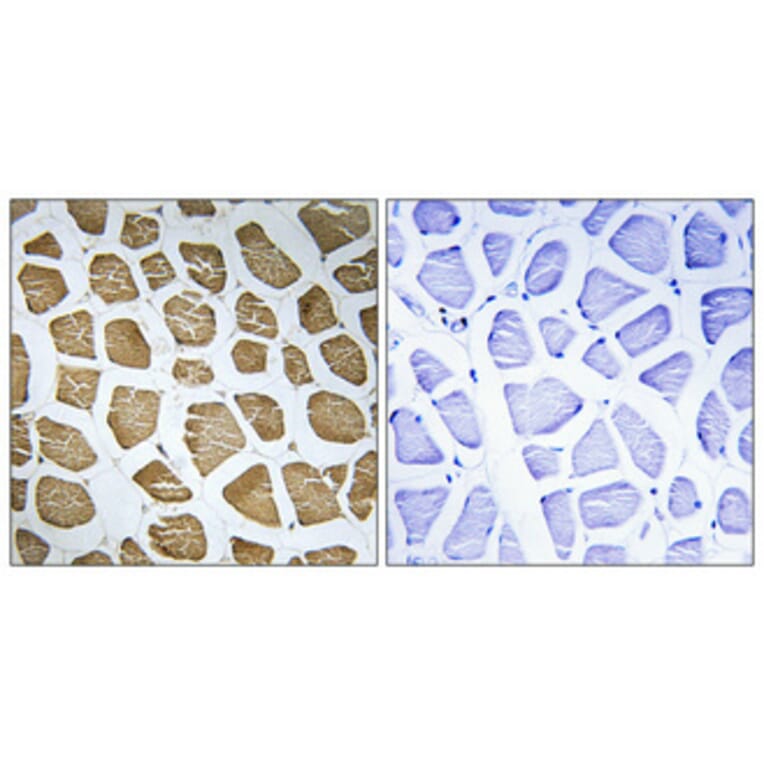 Immunohistochemistry - Anti-MRPS22 Antibody (C16654) - Antibodies.com