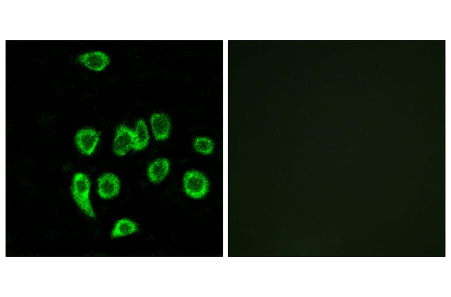 Immunofluorescence - Anti-MRPL32 Antibody (C14071) - Antibodies.com