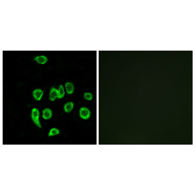 Immunofluorescence - Anti-MRPL32 Antibody (C14071) - Antibodies.com