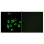 Immunofluorescence - Anti-MRPL32 Antibody (C14071) - Antibodies.com