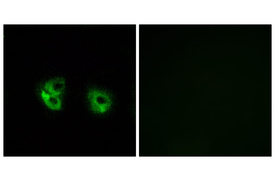 Immunofluorescence - Anti-MARCH2 Antibody (C15547) - Antibodies.com