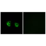 Immunofluorescence - Anti-MARCH2 Antibody (C15547) - Antibodies.com