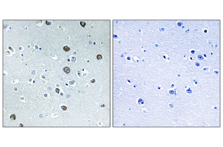 Immunohistochemistry - Anti-MARCH2 Antibody (C15547) - Antibodies.com
