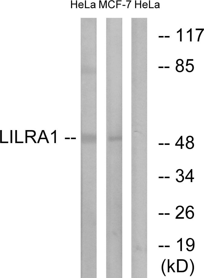 Western blot analysis of lysates from HeLa and MCF-7 cells using Anti-LILRA1 Antibody. The right hand lane represents a negative control, where the antibody is blocked by the immunising peptide.