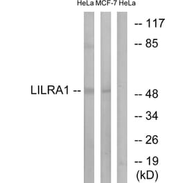 Western Blot - Anti-LILRA1 Antibody (C16461) - Antibodies.com