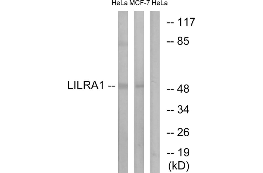 Western Blot - Anti-LILRA1 Antibody (C16461) - Antibodies.com