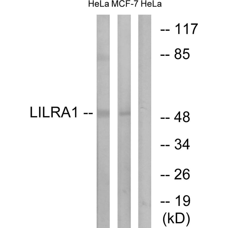 Western Blot - Anti-LILRA1 Antibody (C16461) - Antibodies.com