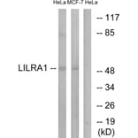 Western Blot - Anti-LILRA1 Antibody (C16461) - Antibodies.com