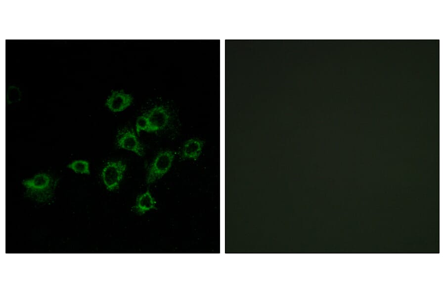 Immunofluorescence - Anti-LILRA1 Antibody (C16461) - Antibodies.com