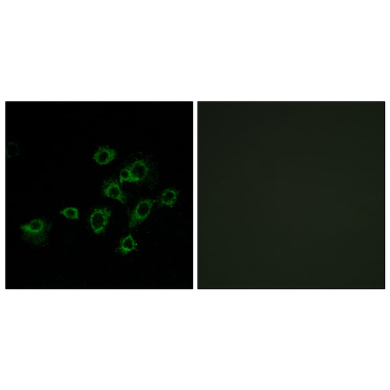 Immunofluorescence - Anti-LILRA1 Antibody (C16461) - Antibodies.com