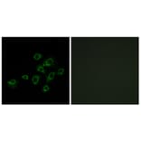 Immunofluorescence - Anti-LILRA1 Antibody (C16461) - Antibodies.com