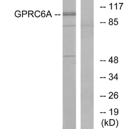 Western Blot - Anti-GPRC6A Antibody (G321) - Antibodies.com