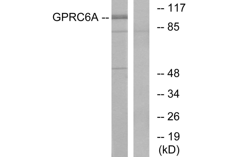 Western Blot - Anti-GPRC6A Antibody (G321) - Antibodies.com