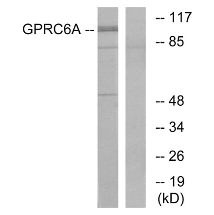 Western Blot - Anti-GPRC6A Antibody (G321) - Antibodies.com