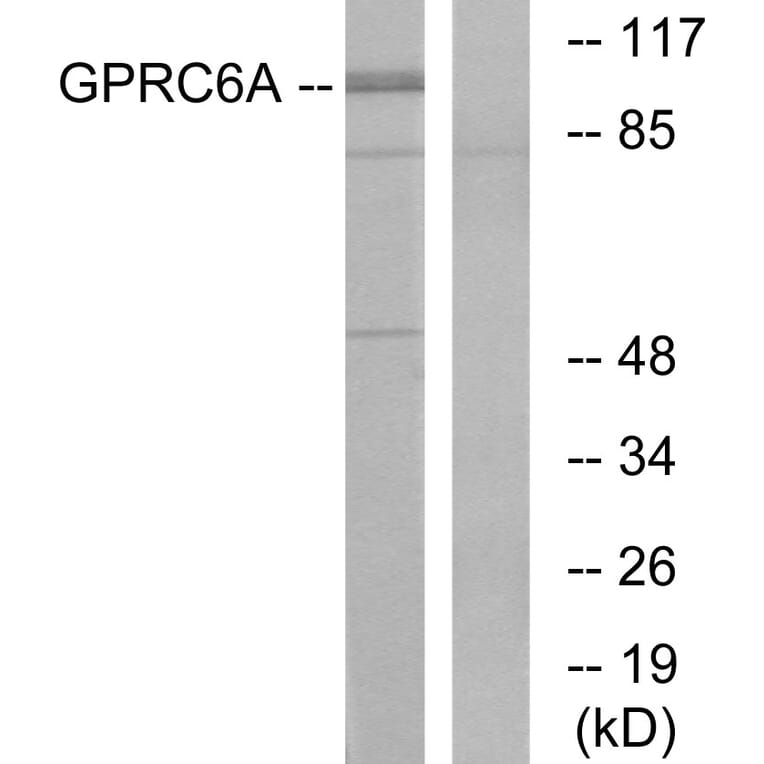 Western Blot - Anti-GPRC6A Antibody (G321) - Antibodies.com