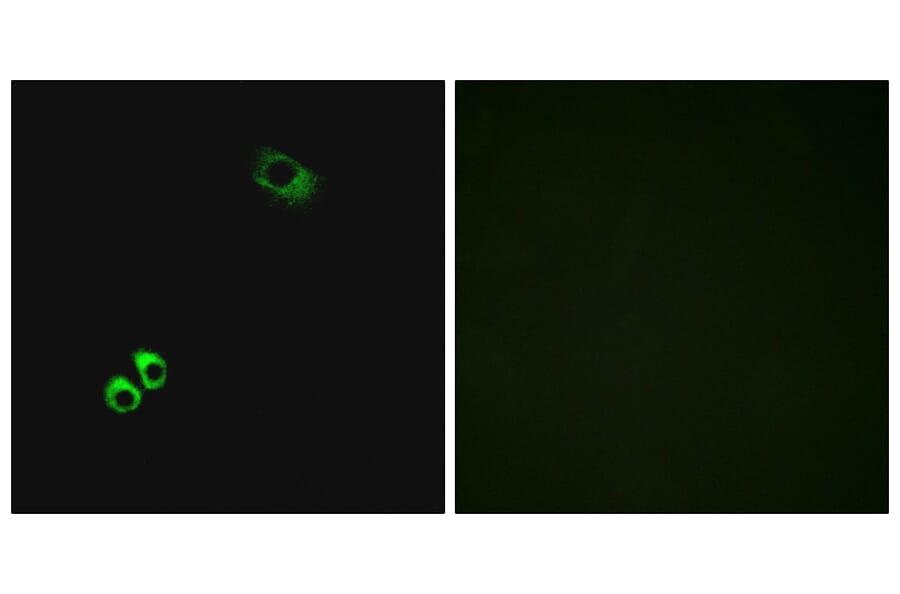 Immunofluorescence - Anti-GPRC6A Antibody (G321) - Antibodies.com