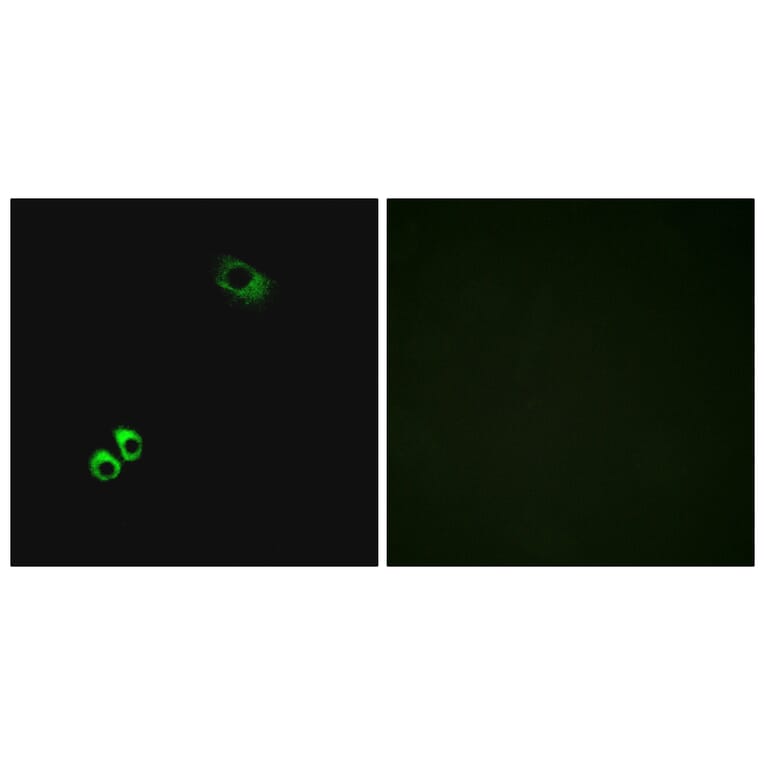 Immunofluorescence - Anti-GPRC6A Antibody (G321) - Antibodies.com