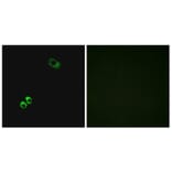 Immunofluorescence - Anti-GPRC6A Antibody (G321) - Antibodies.com