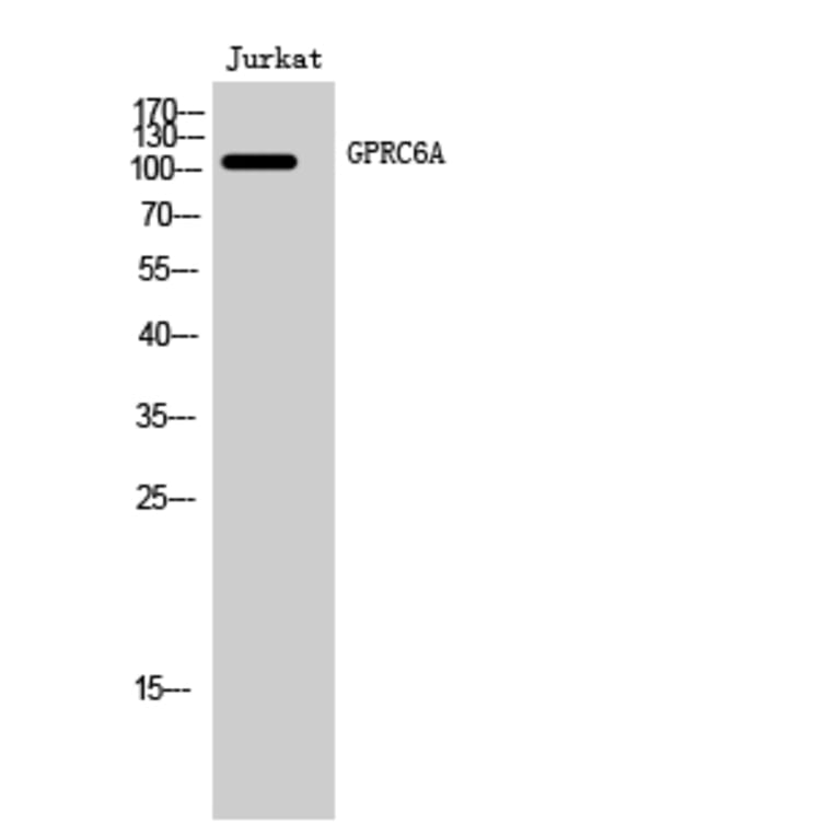 Western Blot - Anti-GPRC6A Antibody (G321) - Antibodies.com