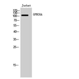 Western Blot - Anti-GPRC6A Antibody (G321) - Antibodies.com