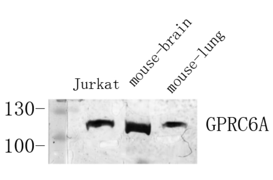 Western Blot - Anti-GPRC6A Antibody (G321) - Antibodies.com