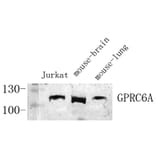 Western Blot - Anti-GPRC6A Antibody (G321) - Antibodies.com