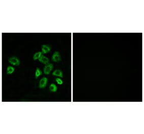 Immunofluorescence - Anti-GPRC5B Antibody (G318) - Antibodies.com