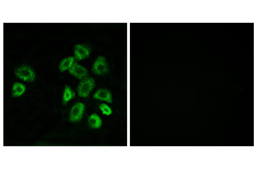 Immunofluorescence - Anti-GPRC5B Antibody (G318) - Antibodies.com
