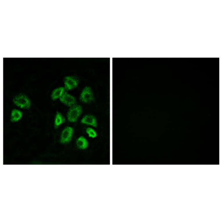 Immunofluorescence - Anti-GPRC5B Antibody (G318) - Antibodies.com